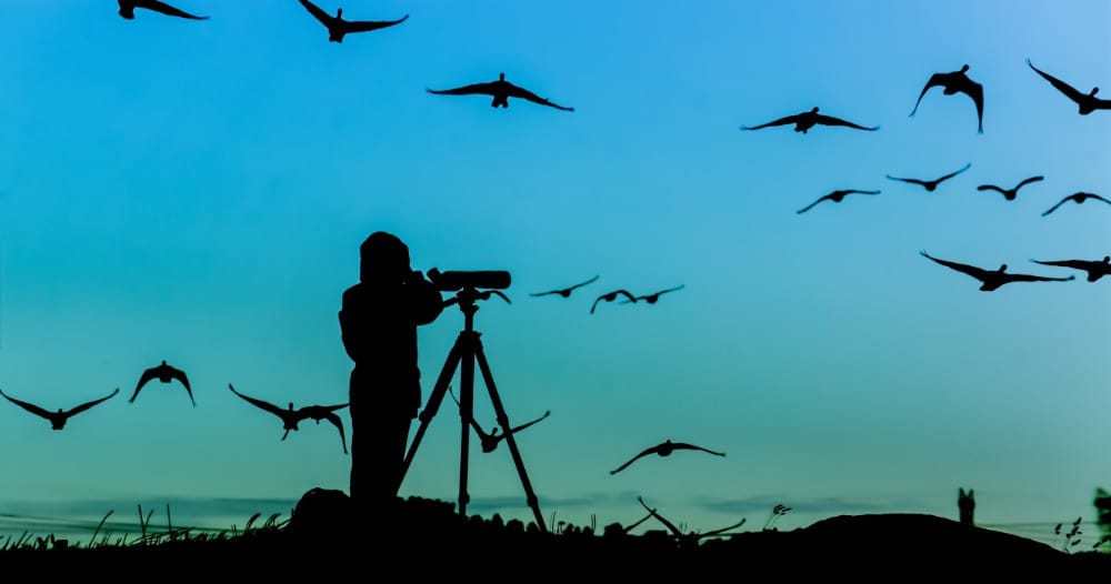 The Mental Health Benefits of Bird Watching May Surprise You