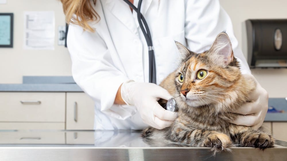 Why Do Veterinarians Struggle with Addiction?