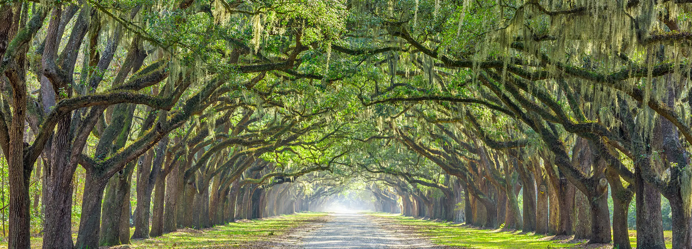 A dirt road lined with large trees draped in Spanish moss