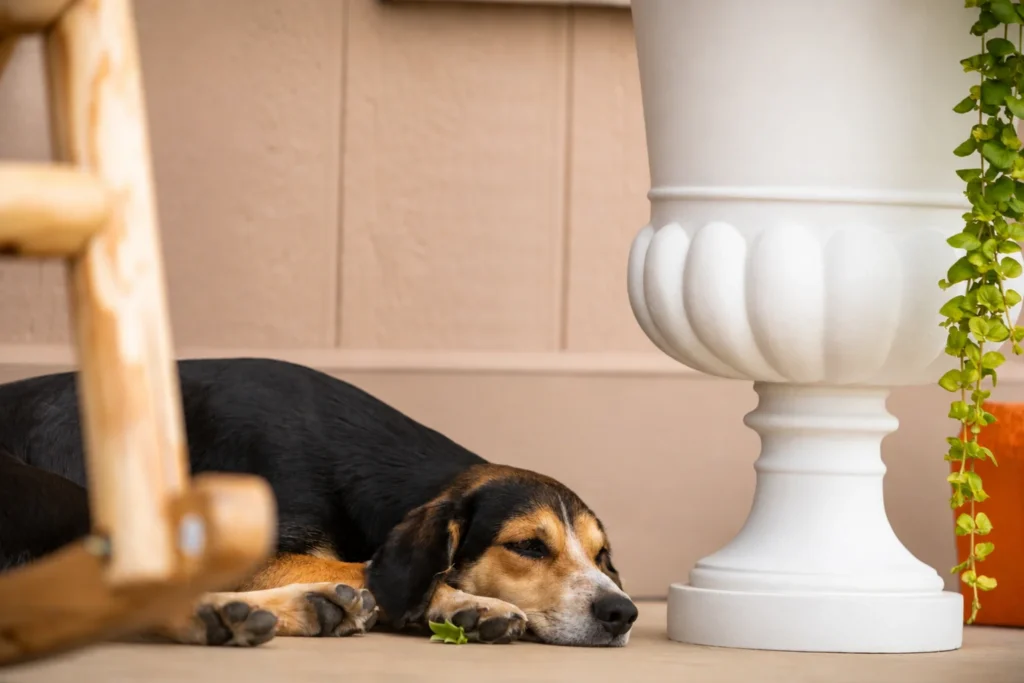 Dog sleeping on porch